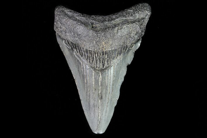 Juvenile Megalodon Tooth - Georgia #75359